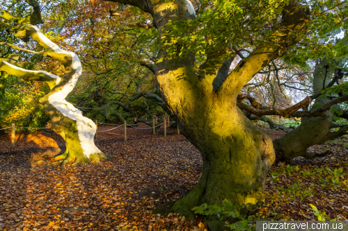 Alley of copper beeches in Bad Nenndorf