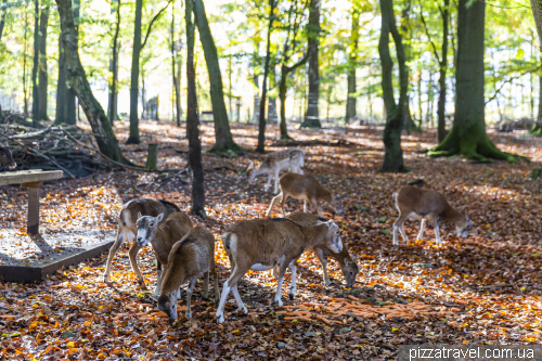 Hexentanzplatz in the Harz mountains