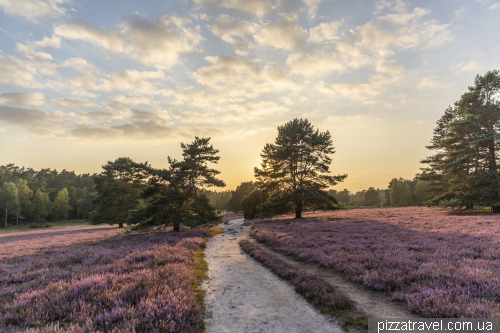 Heather blossoms on the Misselhorner Heide