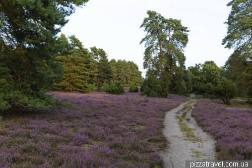 Heather blossoms on the Misselhorner Heide