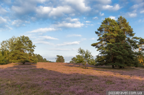 Heather blossoms on the Misselhorner Heide