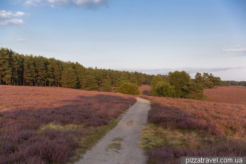 Heather blossoms on the Misselhorner Heide