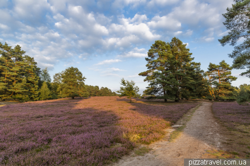 Heather blossoms on the Misselhorner Heide