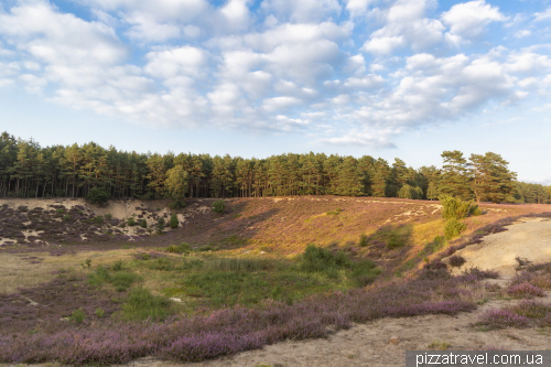 Heather blossoms on the Misselhorner Heide