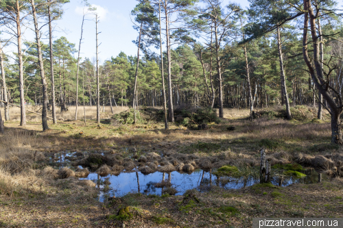 Bog trail in Resse (Moorerlebnispfad Resse)