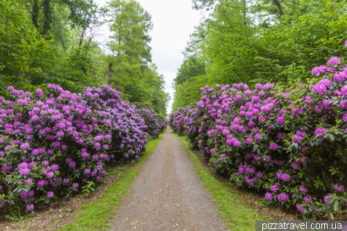 Alley of rhododendrons of Hagenburg Castle