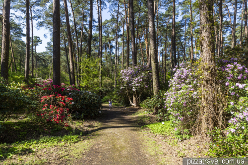 Gristede Rhododendron Park