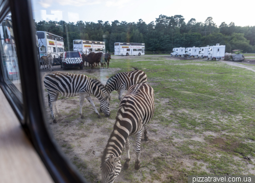 Overnight stay in the Serengeti Safari Park