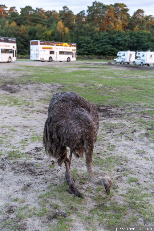 Overnight stay in the Serengeti Safari Park