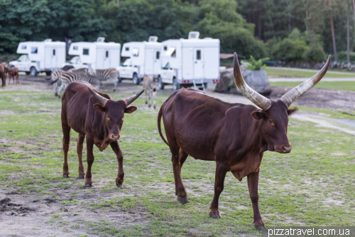 Overnight stay in the Serengeti Safari Park