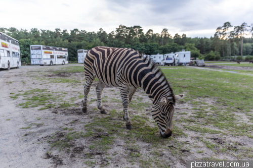 Overnight stay in the Serengeti Safari Park