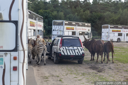 Overnight stay in the Serengeti Safari Park