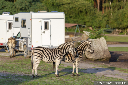 Overnight stay in the Serengeti Safari Park