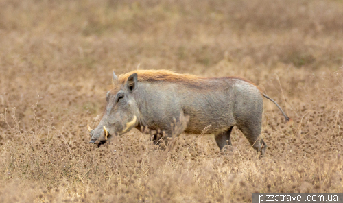 Ngorongoro National Park