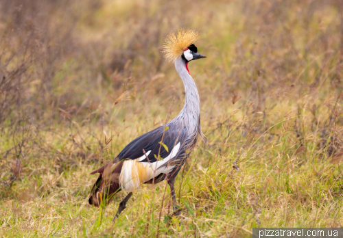 Ngorongoro National Park