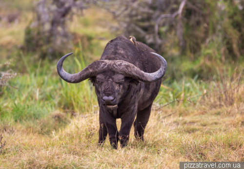 Ngorongoro National Park