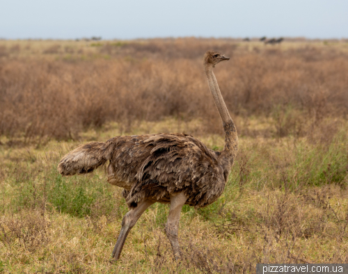 Ngorongoro National Park