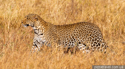 Safari in Tanzania