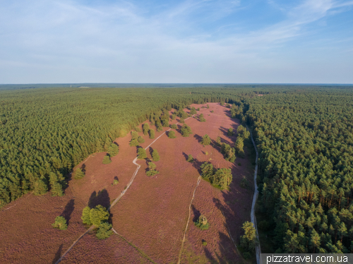 Heather blossoms on the Misselhorner Heide