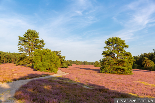 Heather blossoms on the Misselhorner Heide