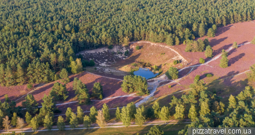 Цвітіння вересу на Міссельхорнер Хайді (Misselhorner Heide)