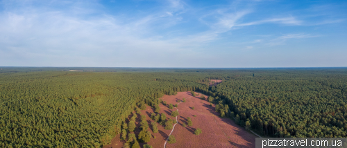 Heather blossoms on the Misselhorner Heide