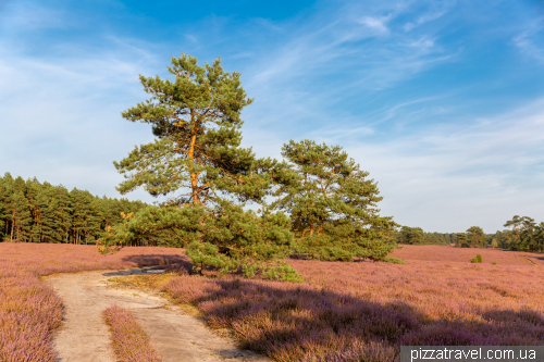 Heather blossoms on the Misselhorner Heide