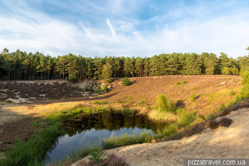 Heather blossoms on the Misselhorner Heide