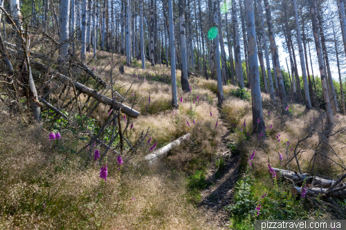 Hiking in the vicinity of Goslar