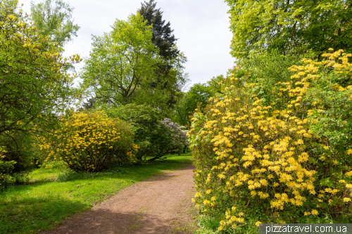 Rhododendrons in the Ohrberg Park, Emmerthal