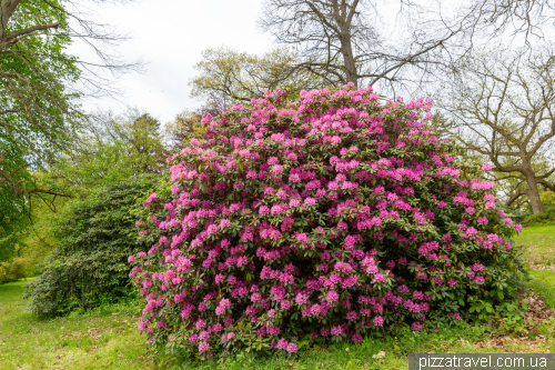 Rhododendrons in the Ohrberg Park, Emmerthal