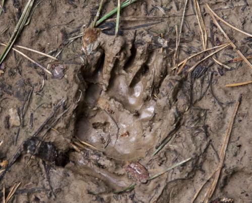 Animal tracks in the Kaniv Nature Reserve
