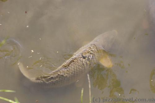 Huge carp in the pond of the Bueckeburg Palace
