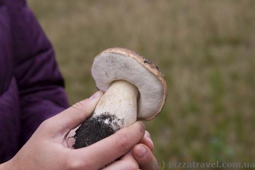 Cep mushroom