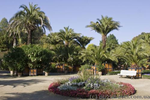 Пальмовий сад у Курортному парку