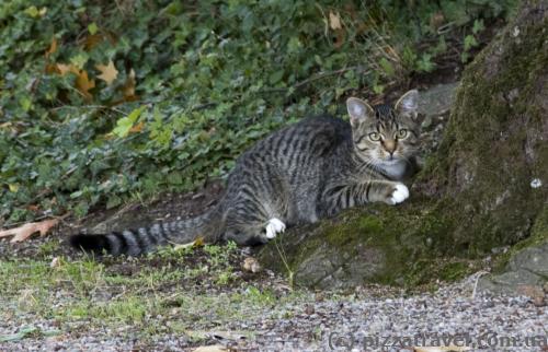 Кот около замка Хэмельшенбург