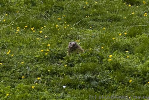 Alpine groundhog on the Nebelhorn hillside