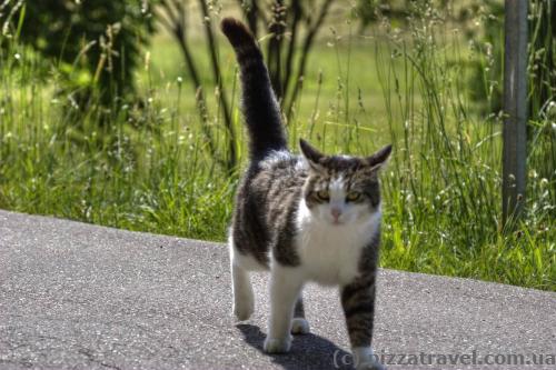 German chubby cat in Baden-Baden