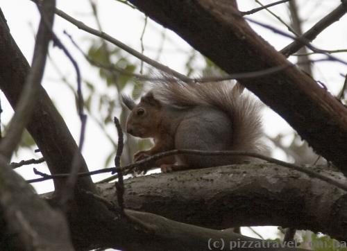 Syrets Arboretum is full of squirrels.