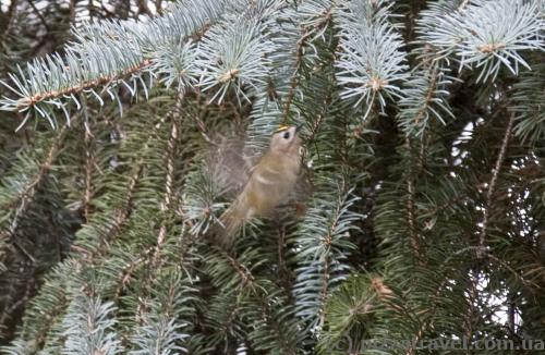 Unusual little bird in the Syrets Arboretum