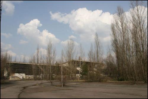 Trees in the middle of the stadium