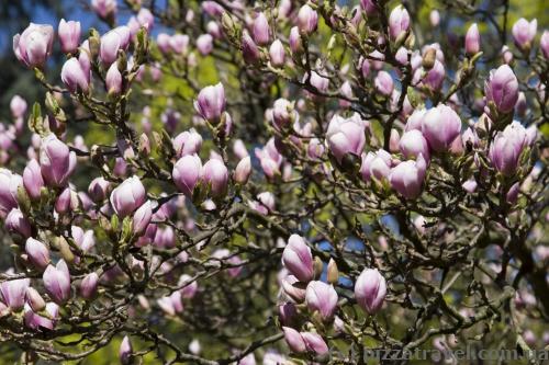 Magnolias in the Hofgarten Park