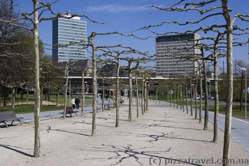 Maple trees are planted along the waterfront of Duesseldorf.