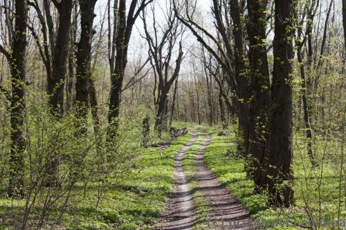 Ecotrail in the Mezyn National Nature Park