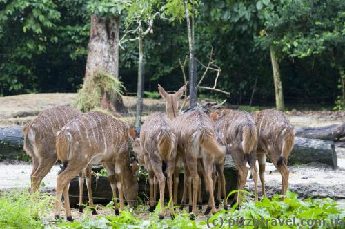 Singapore Zoo