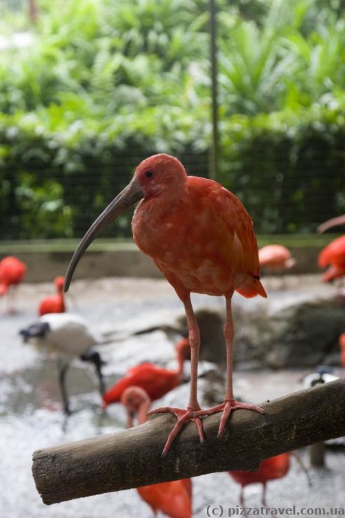 Bird park in Singapore