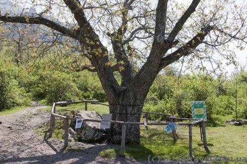 Walnut-tree of Nikulin