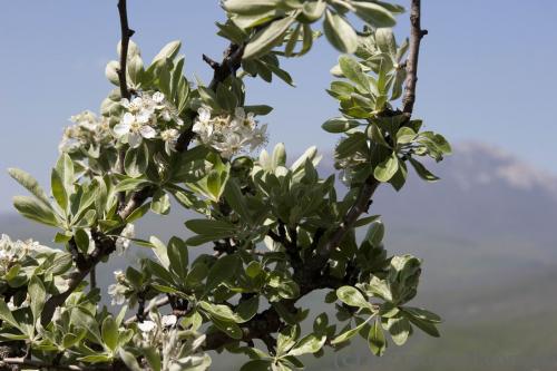 Spring in Demerji