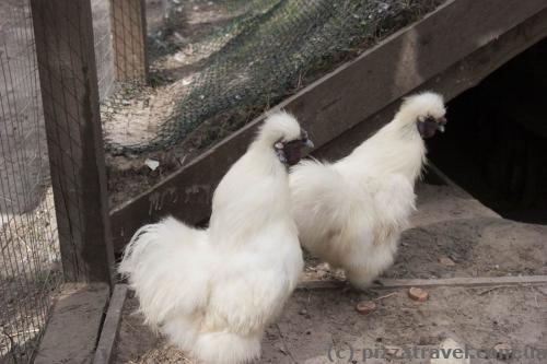 Funny chickens in the Ukrainian Village